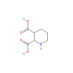 cis-Piperidine-2,3-dicarboxylic acid chemical structure (CAS 46026-75-9)